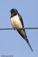 Swallow