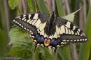 Swallowtail butterfly
