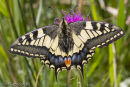 Swallowtail