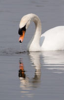 Mute Swan admiring its reflection