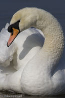 Mute Swan close up