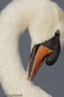 Swan Preening
