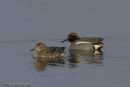 Teal, male and female