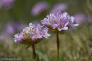 Thrift or sea pink