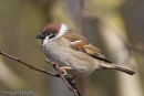 Tree Sparrow