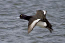 Tufted Duck
