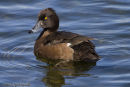 Female Tufted Duck