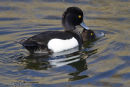 Tufted Duck 