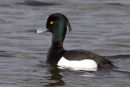 Tufted Duck