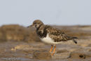 Turnstone