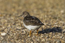 Turnstone