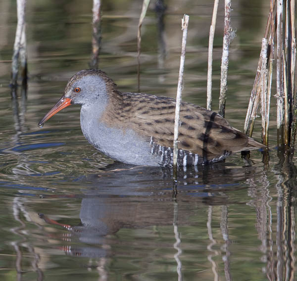 Water Rail