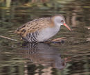 Water Rail