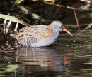 Water Rail