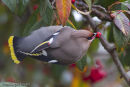 Waxwing