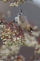Waxwing