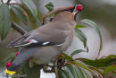 Waxwing
