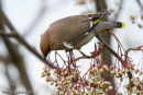 Waxwing