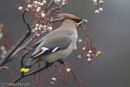Waxwing