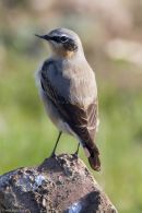 Wheatear