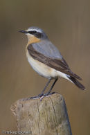 Wheatear