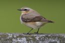 Wheatear