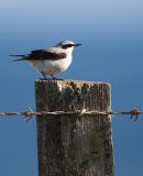 Wheatear