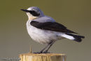 Wheatear