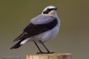 Wheatear
