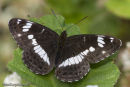 White Admiral