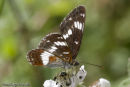 White Admiral