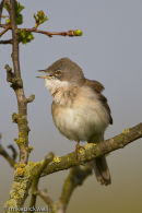 Whitethroat