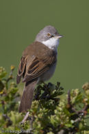 Whitethroat