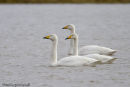 Whooper Swans
