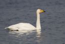 Whooper Swan