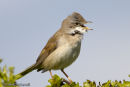 Whitethroat
