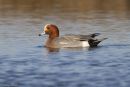 Wigeon