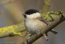 Willow Tit