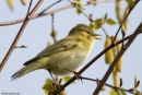 Willow Warbler