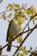 Willow Warbler