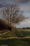 Winter light