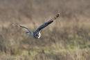 Short-Eared Owl