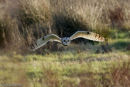 Short-Eared Owl