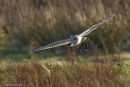 Short-Eared Owl