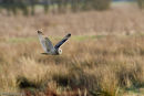 Short-Eared Owl