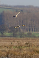 Short -Eared Owl territorial dispute
