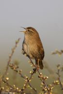 Wren