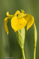 Yellow Flag Iris