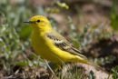 Yellow Wagtail