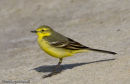 Yellow Wagtail